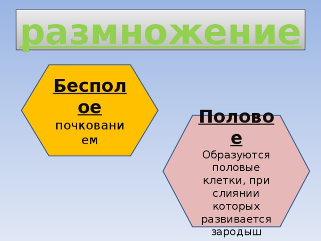 размножение Бесполое почкованием Половое Образуются половые клетки, при слиянии которых развивается зародыш 