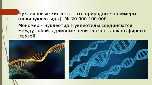Нуклеиновые кислоты – это природные полимеры (полинуклеотиды). Мr 20 000-100 000. Мономер – нуклеотид . Нуклеотиды соединяются между собой в длинные цепи за счет сложноэфирных  связей. 