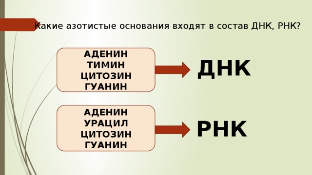 Какие азотистые основания входят в состав ДНК, РНК? АДЕНИН ТИМИН ЦИТОЗИН ГУАНИН ДНК АДЕНИН УРАЦИЛ ЦИТОЗИН ГУАНИН РНК 