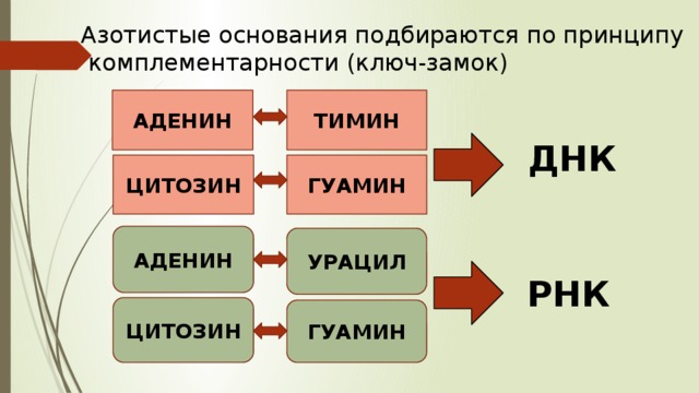 Азотистые основания подбираются по принципу  комплементарности (ключ-замок) АДЕНИН ТИМИН ДНК ЦИТОЗИН ГУАМИН АДЕНИН УРАЦИЛ РНК ЦИТОЗИН ГУАМИН 