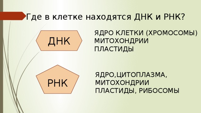 Где в клетке находятся ДНК и РНК? ЯДРО КЛЕТКИ (ХРОМОСОМЫ) МИТОХОНДРИИ ПЛАСТИДЫ ДНК РНК ЯДРО,ЦИТОПЛАЗМА, МИТОХОНДРИИ ПЛАСТИДЫ, РИБОСОМЫ 