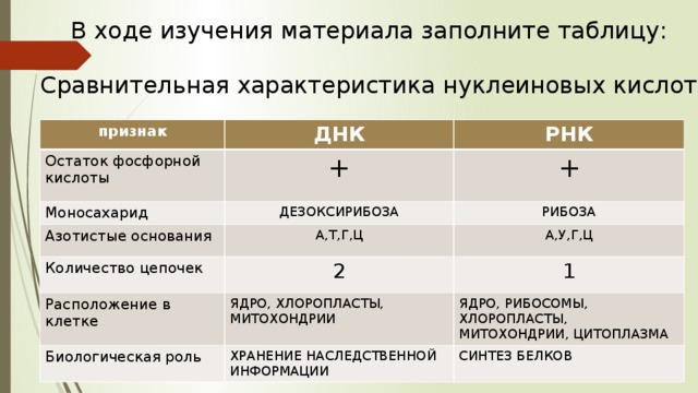 В ходе изучения материала заполните таблицу: Сравнительная характеристика нуклеиновых кислот признак ДНК Остаток фосфорной кислоты РНК + Моносахарид ДЕЗОКСИРИБОЗА Азотистые основания + РИБОЗА А,Т,Г,Ц Количество цепочек 2 А,У,Г,Ц Расположение в клетке 1 ЯДРО, ХЛОРОПЛАСТЫ, МИТОХОНДРИИ Биологическая роль ХРАНЕНИЕ НАСЛЕДСТВЕННОЙ ИНФОРМАЦИИ ЯДРО, РИБОСОМЫ, ХЛОРОПЛАСТЫ, МИТОХОНДРИИ, ЦИТОПЛАЗМА СИНТЕЗ БЕЛКОВ 