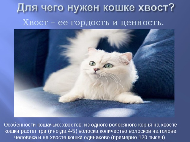 Хвост – ее гордость и ценность. Особенности кошачьих хвостов: из одного волосяного корня на хвосте кошки растет три (иногда 4-5) волоска количество волосков на голове человека и на хвосте кошки одинаково (примерно 120 тысяч) 