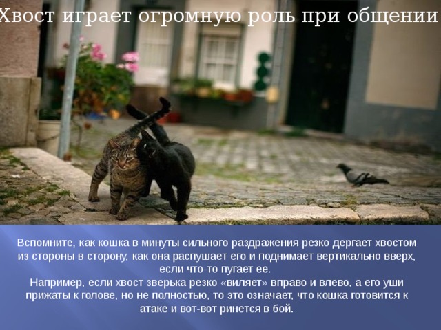 Хвост играет огромную роль при общении. Вспомните, как кошка в минуты сильного раздражения резко дергает хвостом из стороны в сторону, как она распушает его и поднимает вертикально вверх, если что-то пугает ее.  Например, если хвост зверька резко «виляет» вправо и влево, а его уши прижаты к голове, но не полностью, то это означает, что кошка готовится к атаке и вот-вот ринется в бой.    
