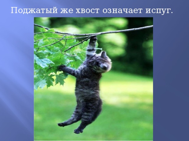 Поджатый же хвост означает испуг. 