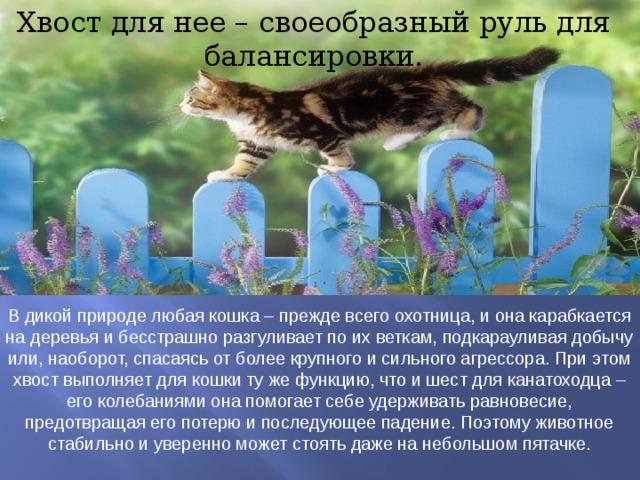 Хвост для нее – своеобразный руль для балансировки. В дикой природе любая кошка – прежде всего охотница, и она карабкается на деревья и бесстрашно разгуливает по их веткам, подкарауливая добычу или, наоборот, спасаясь от более крупного и сильного агрессора. При этом хвост выполняет для кошки ту же функцию, что и шест для канатоходца – его колебаниями она помогает себе удерживать равновесие, предотвращая его потерю и последующее падение. Поэтому животное стабильно и уверенно может стоять даже на небольшом пятачке.   