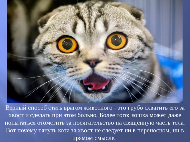 Верный способ стать врагом животного - это грубо схватить его за хвост и сделать при этом больно. Более того: кошка может даже попытаться отомстить за посягательство на священную часть тела. Вот почему тянуть кота за хвост не следует ни в переносном, ни в прямом смысле. 