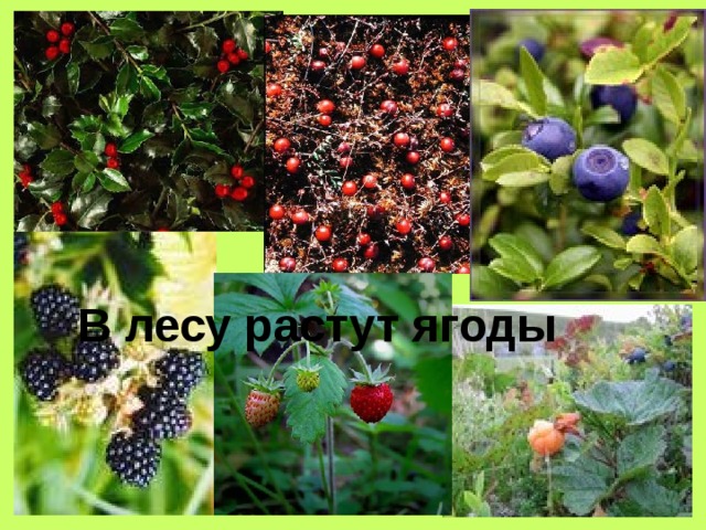В лесу растут ягоды