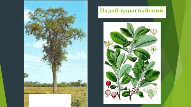 Банановая республика — термин, используемый для обозначения стран Латинской Америки, в которых присутствует политическая нестабильность совместно с зависимостью от ограниченного сельскохозяйственного производства. Основные признаки банановой республики — значительное неравенство в распределении национального продукта, отсталая инфраструктура, образование и экономика, зависимость от внешнего капитала, инфляция, дефицит бюджета и снижающийся курс национальной валюты.   Термин впервые ввёл американский писатель О. Генри.   Классическим примером компании, поддерживающей существование «банановых республик» является Юнайтед Фрут (США) , которая посредством многочисленных противозаконных действий (политического шантажа, взяток, пограничных конфликтов) контролировала экспорт бананов. 