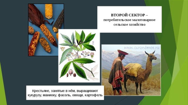 Сельское хозяйство  ПЕРВЫЙ СЕКТОР – высокотоварное, преимущественно плантационное хозяйство, которое приобретает характер монокультуры Важнейшие для региона монокультуры – сахарный тростник и бананы  
