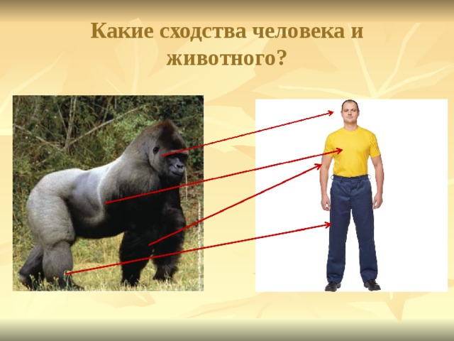  Какие сходства человека и животного?   
