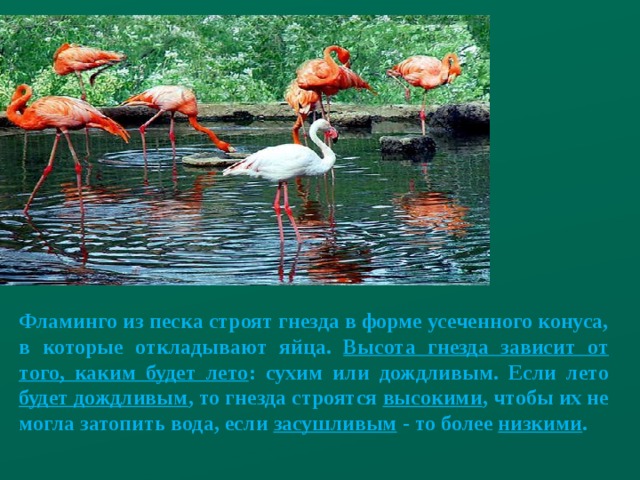 Фламинго из песка строят гнезда в форме усеченного конуса, в которые откладывают яйца. Высота гнезда зависит от того, каким будет лето : сухим или дождливым. Если лето будет дождливым , то гнезда строятся высокими , чтобы их не могла затопить вода, если засушливым - то более низкими . 