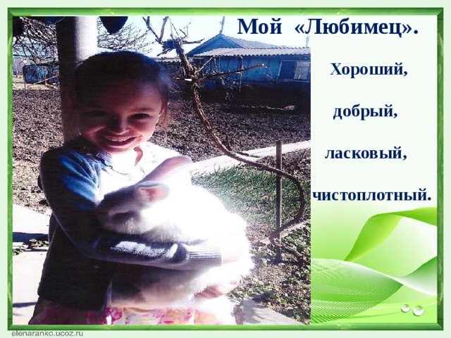    Хороший,   добрый,   ласковый,  чистоплотный.   Мой «Любимец».  