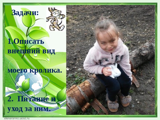  Задачи:  1.Описать внешний вид моего кролика.  2.  Питание и уход за ним.      