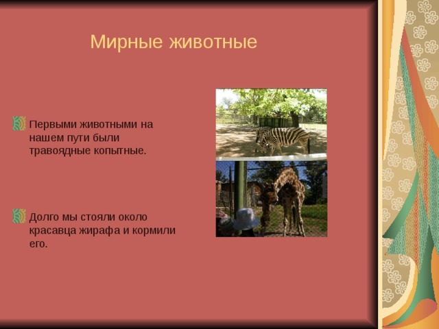 Мирные животные Первыми животными на нашем пути были травоядные копытные.    Долго мы стояли около красавца жирафа и кормили его. 