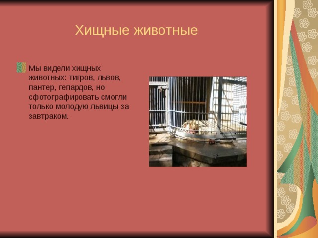 Хищные животные Мы видели хищных животных: тигров, львов, пантер, гепардов, но сфотографировать смогли только молодую львицы за завтраком. 