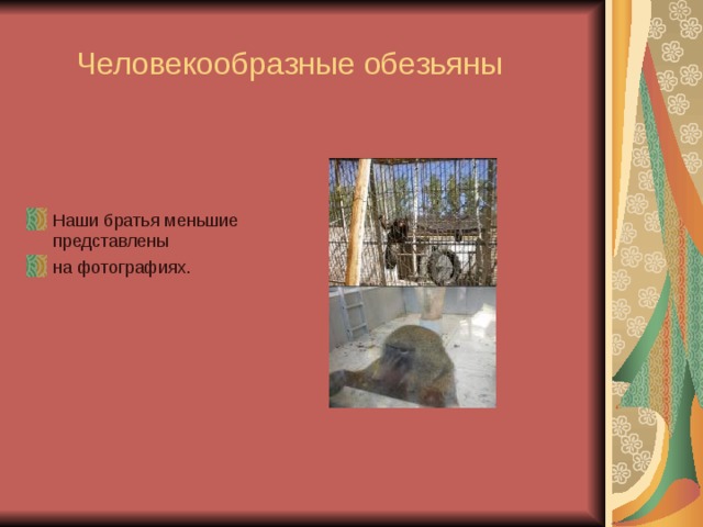  Человекообразные обезьяны Наши братья меньшие представлены на фотографиях. 