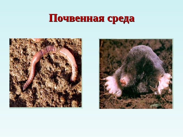 Почвенная среда 