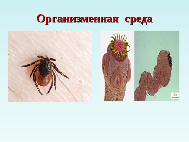 Организменная среда 