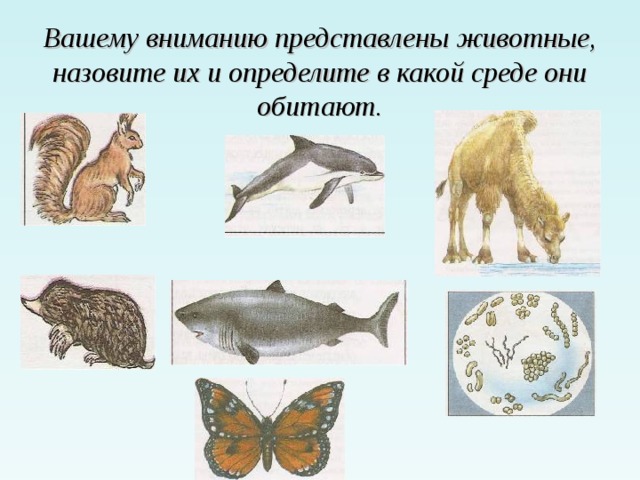 Вашему вниманию представлены животные, назовите их и определите в какой среде они обитают. 