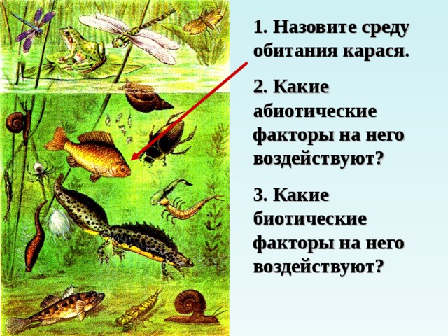 1. Назовите среду обитания карася. 2. Какие абиотические факторы на него воздействуют? 3. Какие биотические факторы на него воздействуют?   