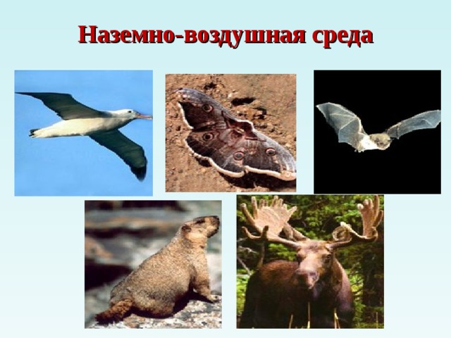 Наземно-воздушная среда 