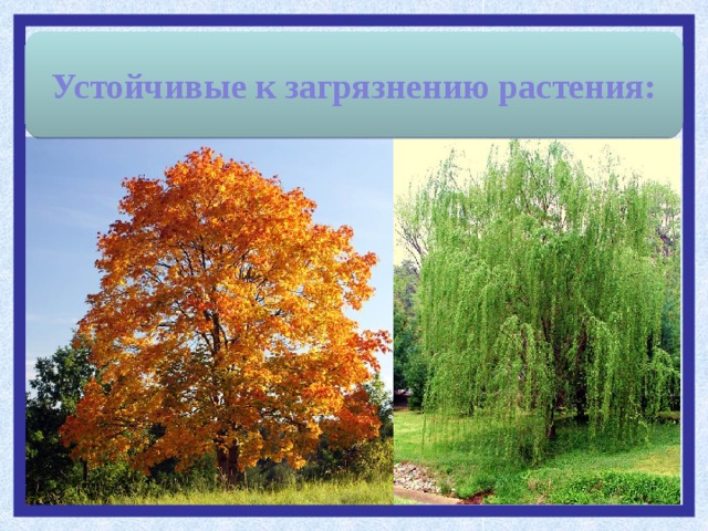 Устойчивые к загрязнению растения: 