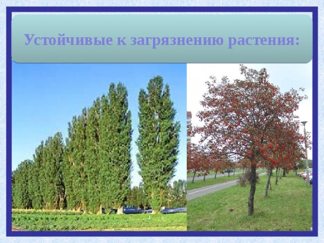 Устойчивые к загрязнению растения: 