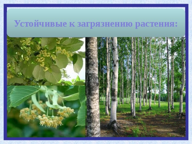 Устойчивые к загрязнению растения: 