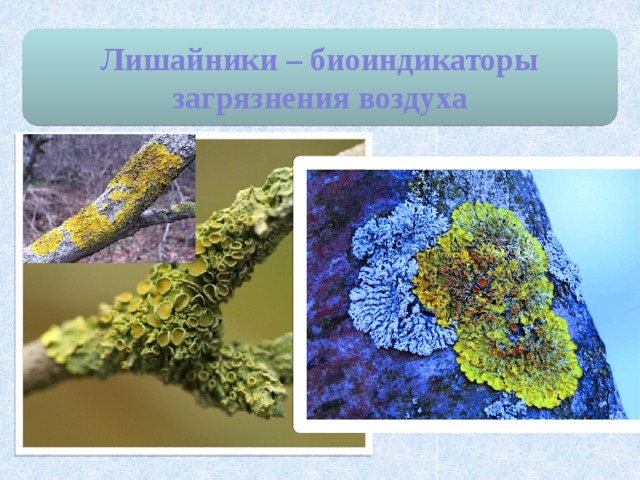 Лишайники – биоиндикаторы загрязнения воздуха 