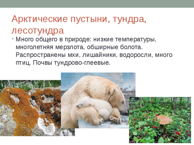 Арктические пустыни, тундра, лесотундра