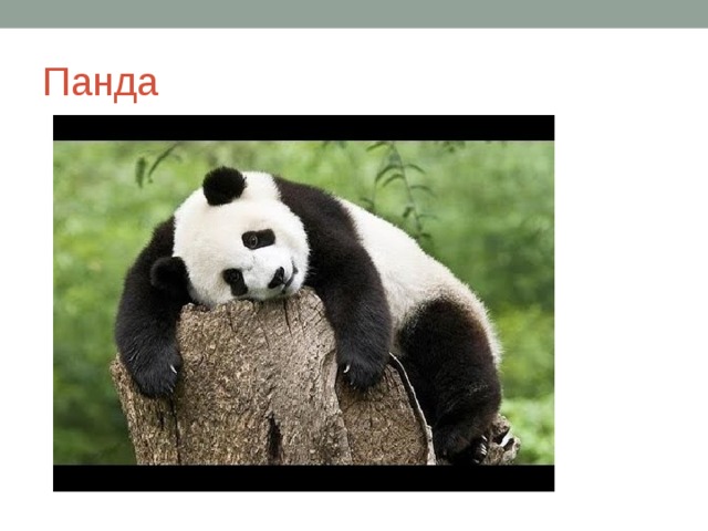 Панда
