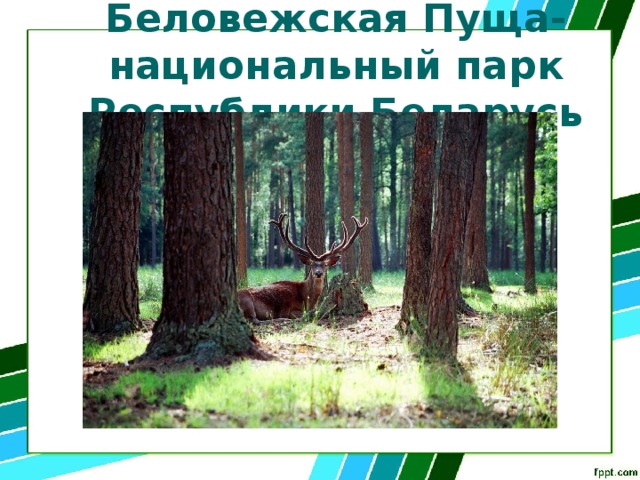 Беловежская Пуща- национальный парк Республики Беларусь 