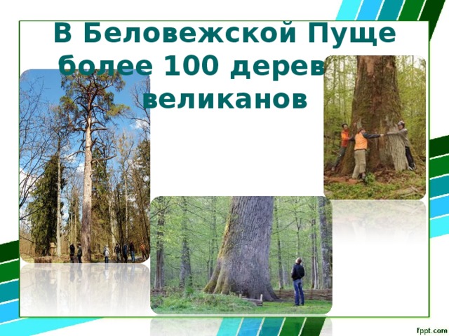 В Беловежской Пуще более 100 деревьев-  великанов 