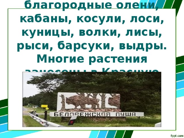 Здесь обитают зубры, благородные олени, кабаны, косули, лоси, куницы, волки, лисы, рыси, барсуки, выдры.  Многие растения занесены в Красную книгу. 