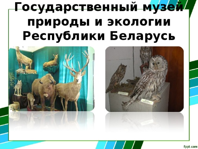 Государственный музей природы и экологии Республики Беларусь 
