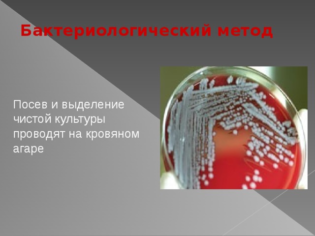 Бактериологический метод Посев и выделение чистой культуры проводят на кровяном агаре  