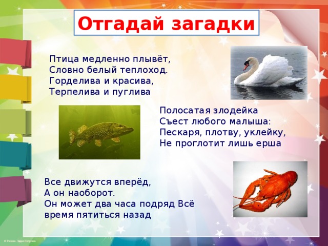 Отгадай загадки Птица медленно плывёт,  Словно белый теплоход.  Горделива и красива,  Терпелива и пуглива Полосатая злодейка  Съест любого малыша:  Пескаря, плотву, уклейку,  Не проглотит лишь ерша Все движутся вперёд, А он наоборот. Он может два часа подряд Всё время пятиться назад 
