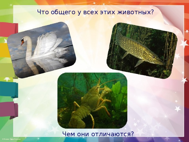 Что общего у всех этих животных? Чем они отличаются? 