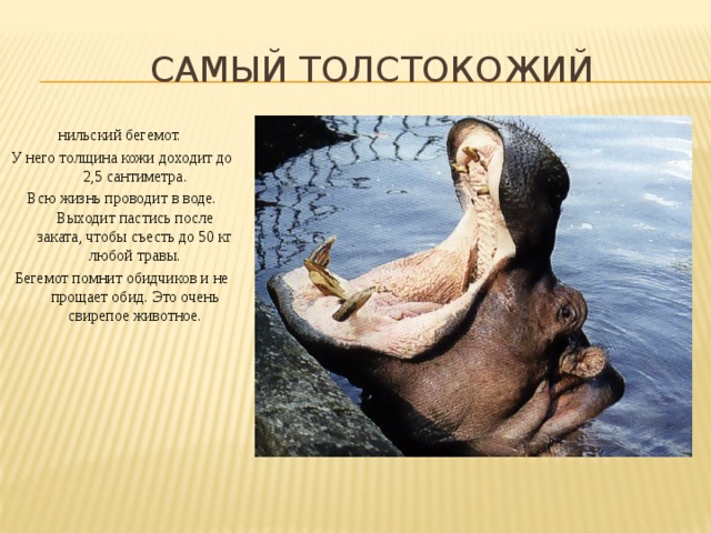  Самый толстокожий нильский бегемот. У него толщина кожи доходит до 2,5 сантиметра. Всю жизнь проводит в воде. Выходит пастись после заката, чтобы съесть до 50 кг любой травы. Бегемот помнит обидчиков и не прощает обид. Это очень свирепое животное. 