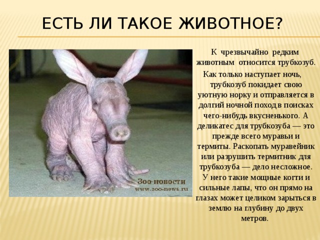 Есть ли такое животное?   К чрезвычайно редким животным относится трубкозуб. Как только наступает ночь, трубкозуб покидает свою уютную норку и отправляется в долгий ночной поход в поисках чего-нибудь вкусненького. А деликатес для трубкозуба — это прежде всего муравьи и термиты. Раскопать муравейник или разрушить термитник для трубкозуба — дело несложное. У него такие мощные когти и сильные лапы, что он прямо на глазах может целиком зарыться в землю на глубину до двух метров. 
