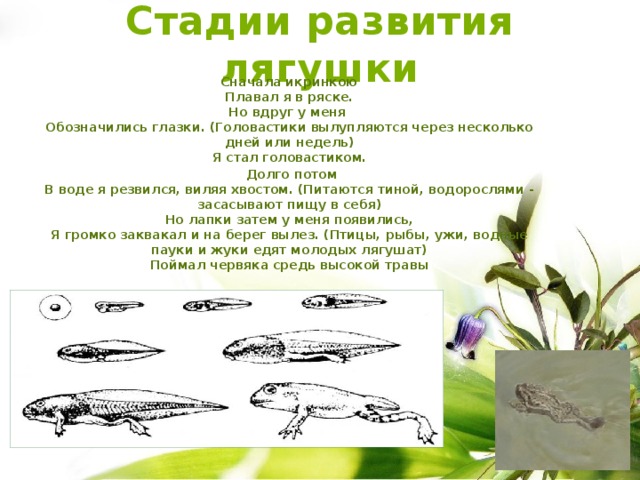 Стадии развития лягушки Сначала икринкою  Плавал я в ряске.  Но вдруг у меня  Обозначились глазки. (Головастики вылупляются через несколько дней или недель)  Я стал головастиком.  Долго потом  В воде я резвился, виляя хвостом. (Питаются тиной, водорослями - засасывают пищу в себя)  Но лапки затем у меня появились,  Я громко заквакал и на берег вылез. (Птицы, рыбы, ужи, водные пауки и жуки едят молодых лягушат)  Поймал червяка средь высокой травы   И тут на полянке мне встретились вы!