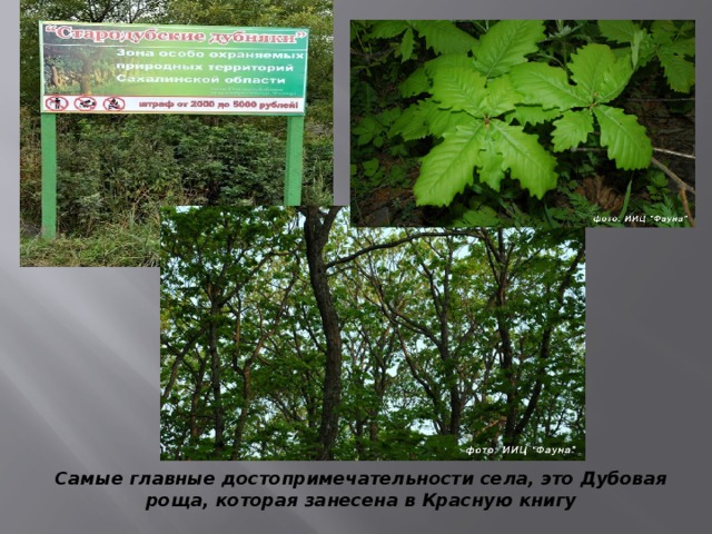 Самые главные достопримечательности села, это Дубовая роща, которая занесена в Красную книгу  