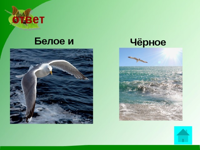 ответ Белое и Чёрное               