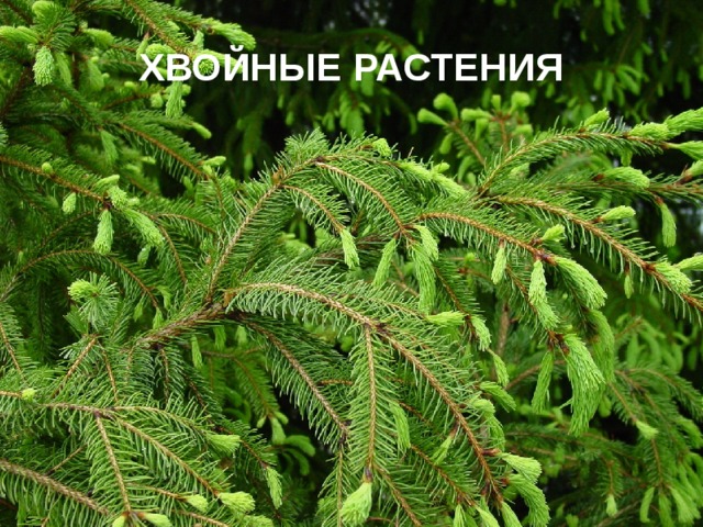 ХВОЙНЫЕ РАСТЕНИЯ   
