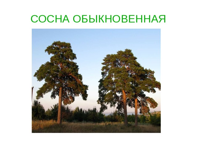 СОСНА ОБЫКНОВЕННАЯ   