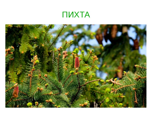 ПИХТА   