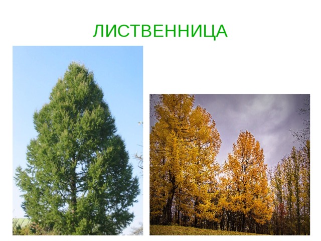 ЛИСТВЕННИЦА   
