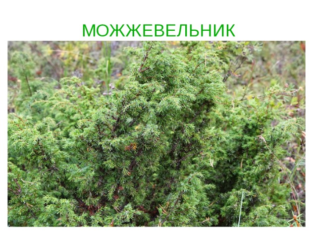 МОЖЖЕВЕЛЬНИК   
