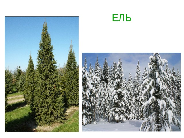  ЕЛЬ   